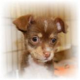Adorable Animal Shelter Puppy